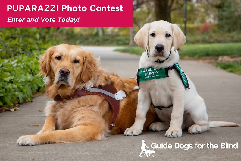 Guide Dogs for the Blind Puparazzi Photo Contest Seeks Dogs Ready for Their Close-Up