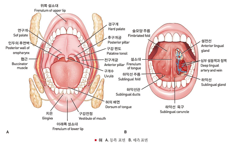 입속 혀의 구조