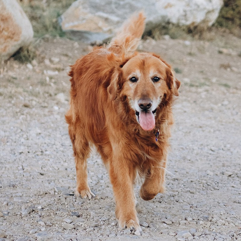 모리스 동물재단, 개 골관절염 향상을 위해 Elanco와 협력