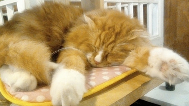 [포토] 고양 라페스타 고양이카페 '테이블 에이'