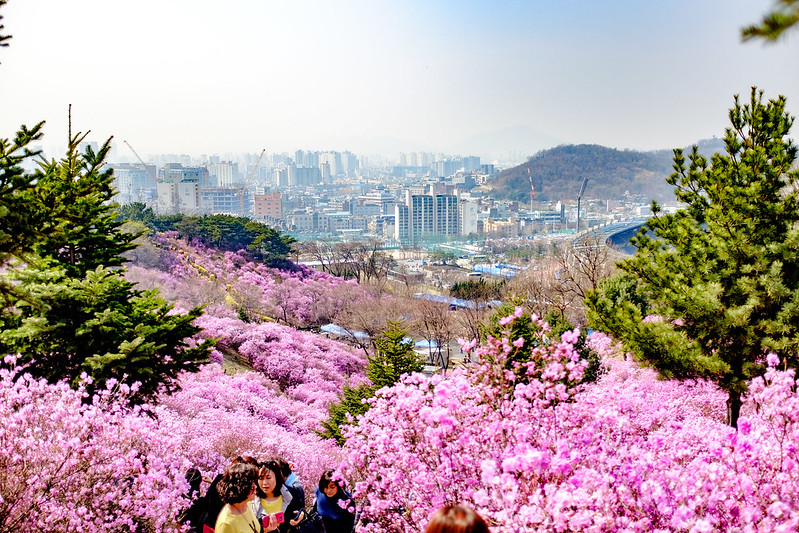 [국내여행]서울근교 봄 축제 TOP 3