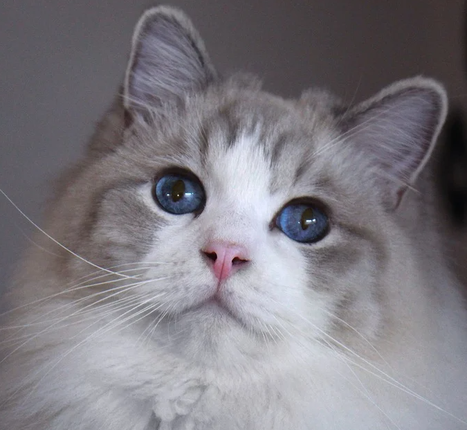 랙돌(렉돌) 고양이 특징, 성격, 유전병에 대해 알아보자