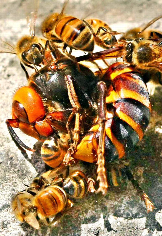 토종벌  한봉 말벌 죽이기- 영상으로 보는 한봉 필살기(재래꿀벌)
