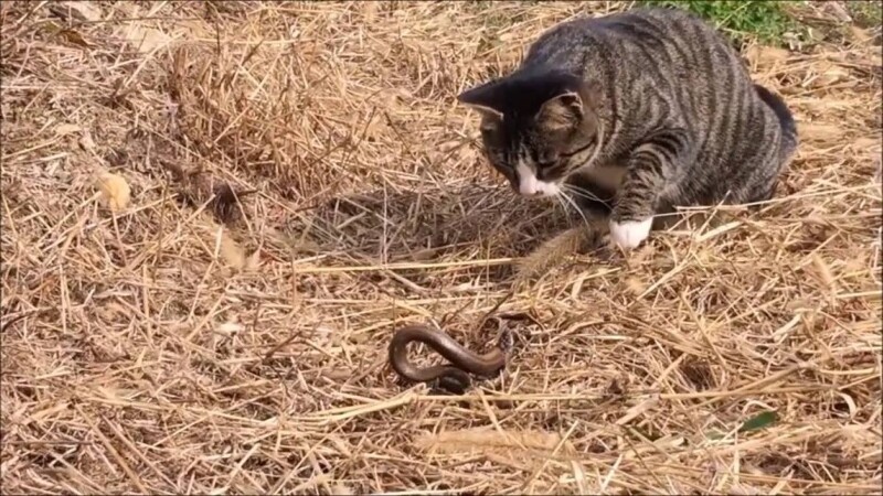 여름철 뱀조심, 뱀 때려잡는 고양이