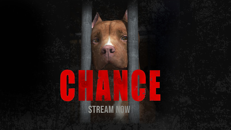 Vision Films to Release Animated Animal Advocacy Feature 'Chance' to VOD and DVD