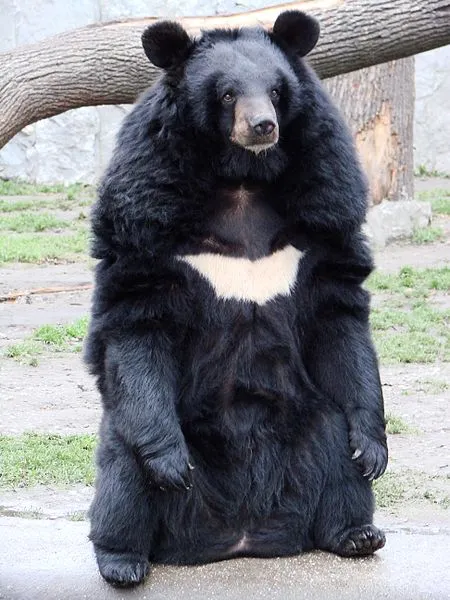 본격적인 곰 활동 시즌이 된 일본의 현실을 통해 예측하는 대재앙급 인명피해 예고한 지리산 반달가슴곰 복원사업