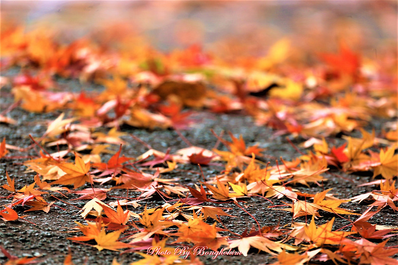 가을 낙엽...11월을 보내며