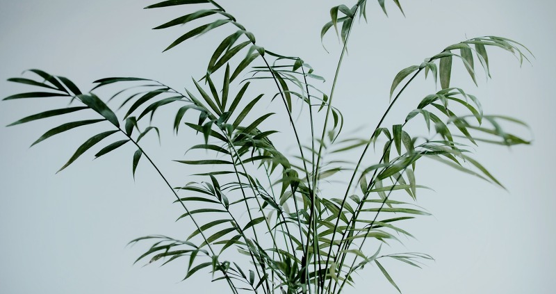 대나무같은 모습의 야자, 대나무야자(bamboo palm)