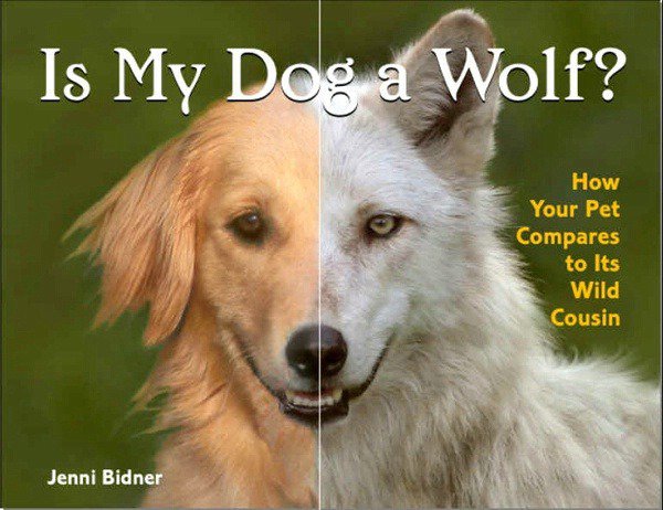 개와 늑대의 차이를 보여준 한 실험
