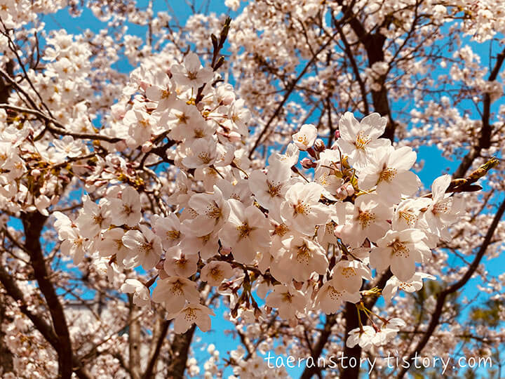 2021 봄꽃(개나리, 진달래, 벚꽃) 개화시기