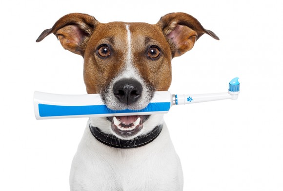 강아지 치아관리, 구강관리, 강아지 양치하는 방법, 강아지 치약