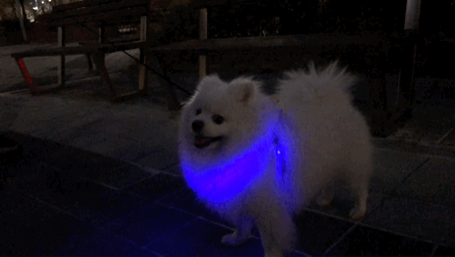 [댕댕이아이템] 다이소 LED 애견하네스 강아지 하네스 + 배변비닐파우치  안전하게 밤산책하기