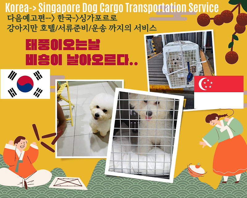 Dog Cat Singapore International Transportation Service 비숑강아지해외운송 비숑해외출국 비숑출국  강아지출국 고양이출국 반려견출국 반려묘출국 반려동물해외운송 반려동물검역 반려동물출국 반려동..
