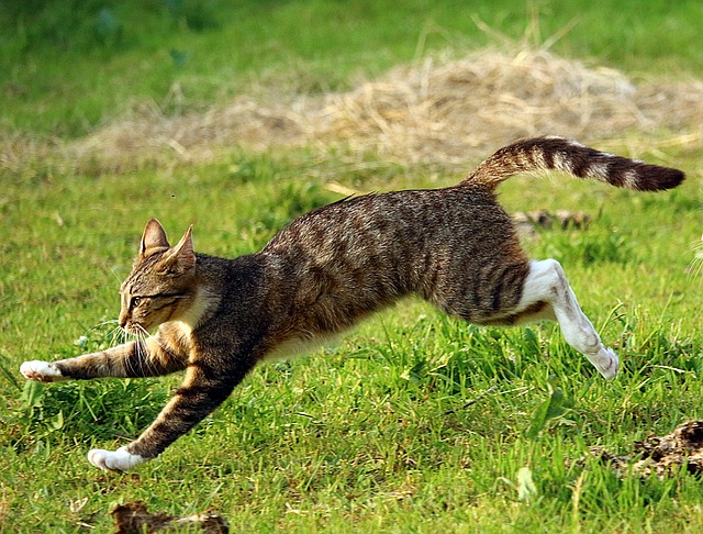 고양이 탈출방지를 위한 효과적인 방법은 무엇일까?