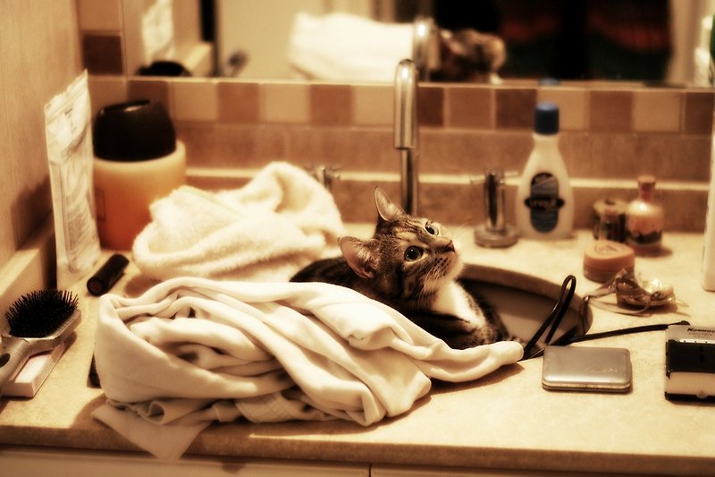 적절한 고양이 화장실 알아보기! 평판형 or 후드형(돔형)