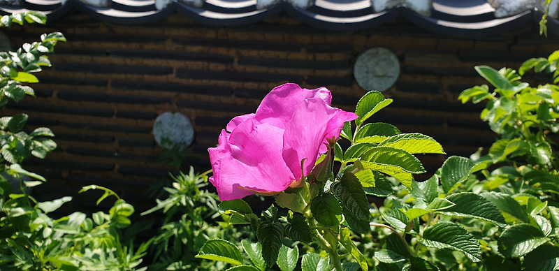인천 월미공원 분홍빛의 슬픈 꽃 해당화 !!!
