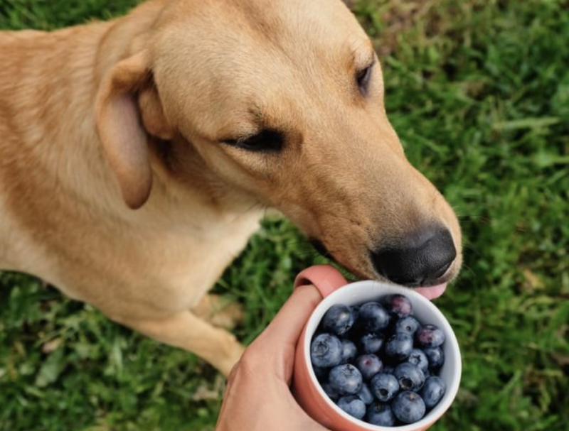 OGUO 강아지 블루베리 간식::양 급여량 우유껌 냉동 수제간식 만들기...과일 건강식 영양식
