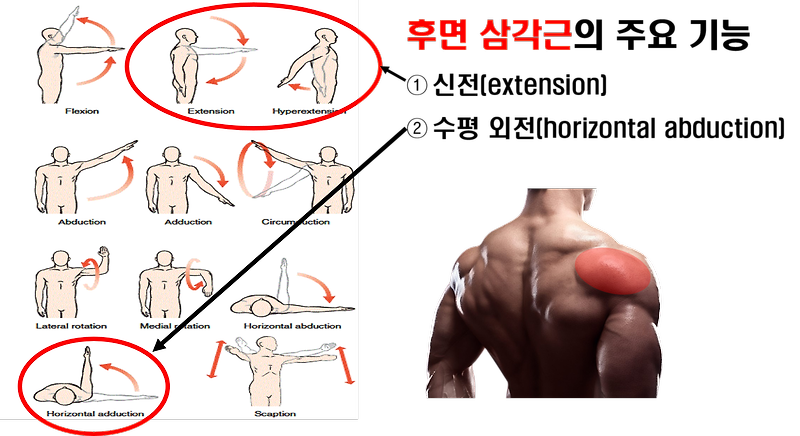 후면 삼각근, 어깨 근육 모양을 완성하는 운동 루틴