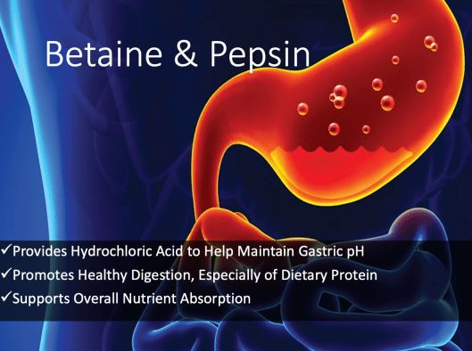 단백질 소화효소 펩신(pepsin)이란?