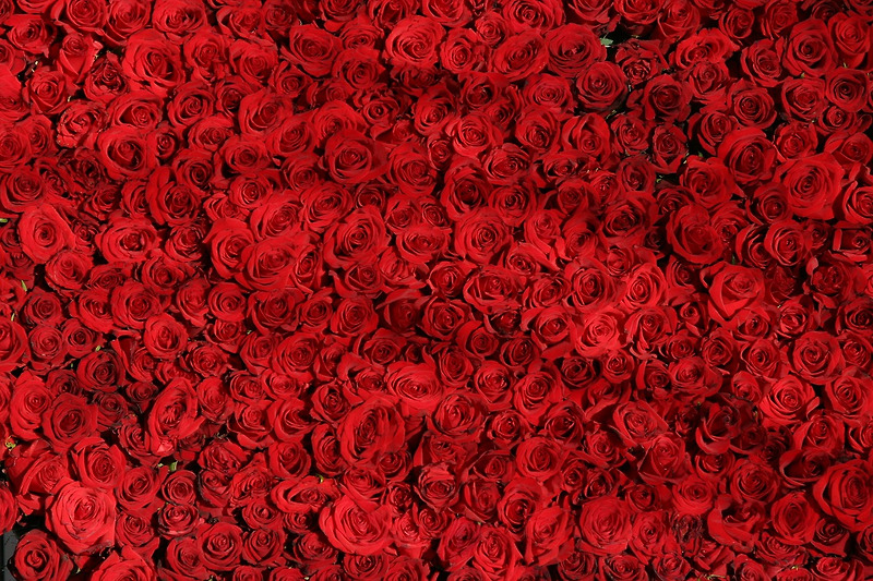 장미(Rose), 그 아름다운 꽃의 꽃말과 전설