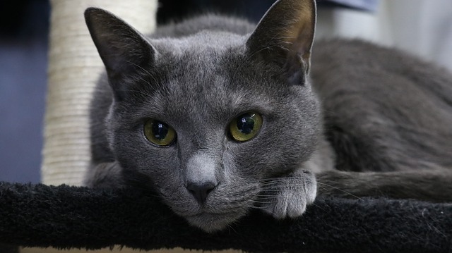 고양이 품종 - 러시안블루 고양이 얼마나 아시나요?