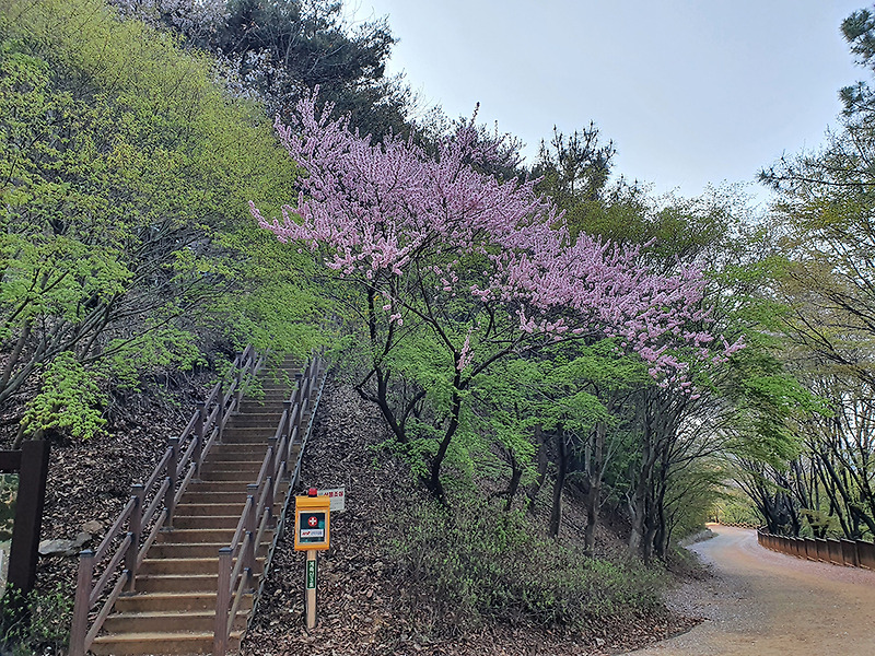 대전 계족산 등산코스 황톳길의 봄꽃 소식
