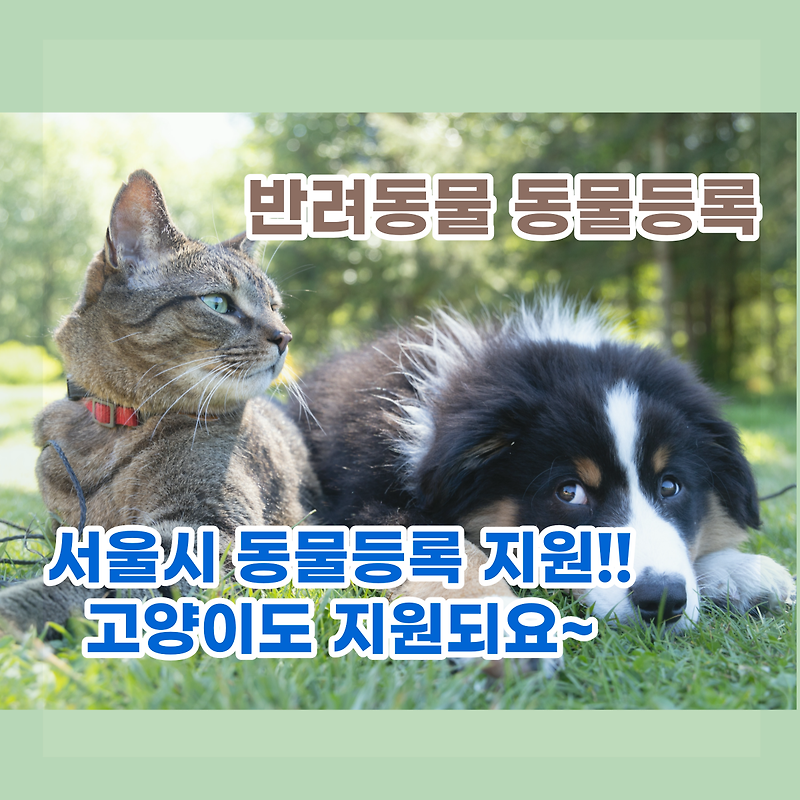 서울시 내장형 동물등록 지원! 올해는 고양이도! 선착순!!