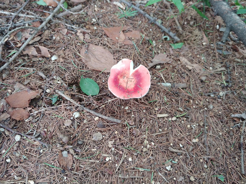 우면산 등산길,태풍 링링,북상 후의 모습,휴일 오후 동네뒷산 산행.