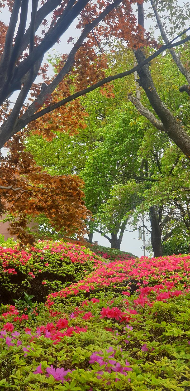 [여행스케치]인천 자유공원 봄꽃으로 화장한 풍경이 예쁘네요