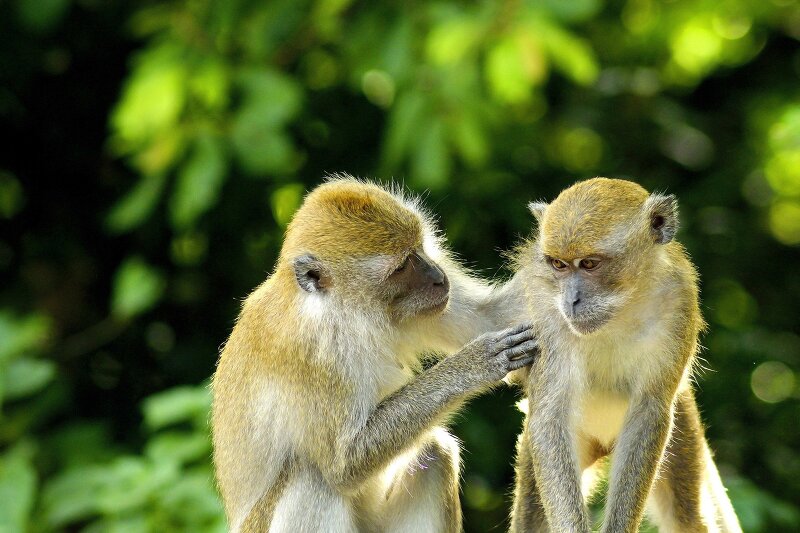 원숭이두창 증상과 국내 유입 가능성은?