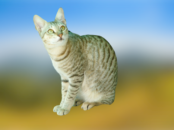 '아라비안 마우' 고양이의 특징 및 성격