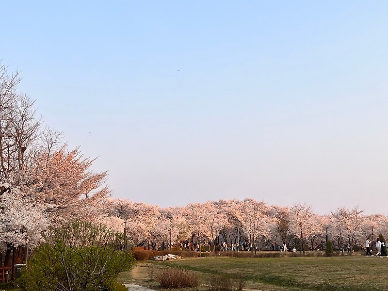 [국내여행] 부천 도당산 벚꽃 동산, 진달래 동산 축제에 다녀왔어요 (실시간 / 서울 인근 주변)