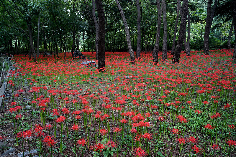 성주산 자연휴양림  가을 꽃무릇 구경