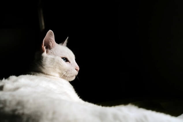 고양이 치매 증상과 원인 , 치료및 예방 5가지 이야기