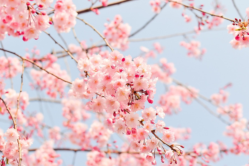 따뜻한 봄을 알리는 꽃. 벚꽃(cherry blossom)