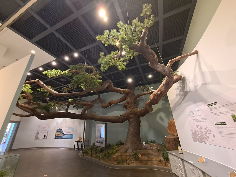 대전 천연기념물센터, 문경 존도리 소나무