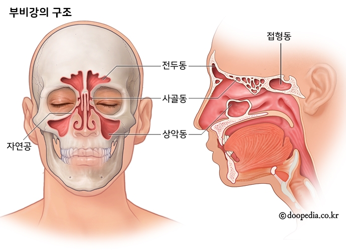 축농증의 모든 것 (feat. 경험자)