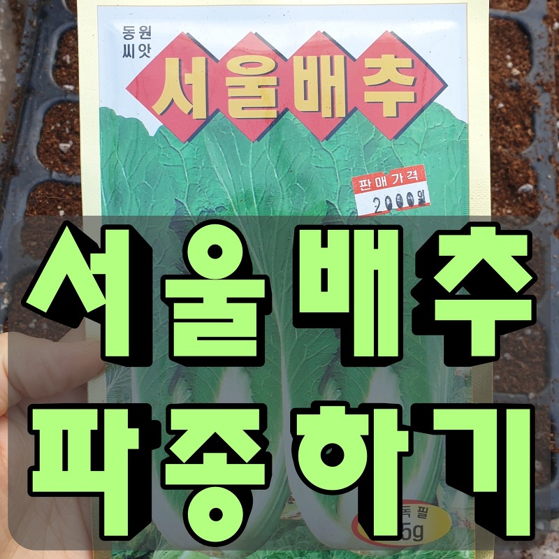 서울배추 재배기간