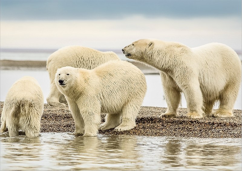 기후변화에 따른 북극곰의 유전적 고립과 근친교배는 종의 생존을 위협한다