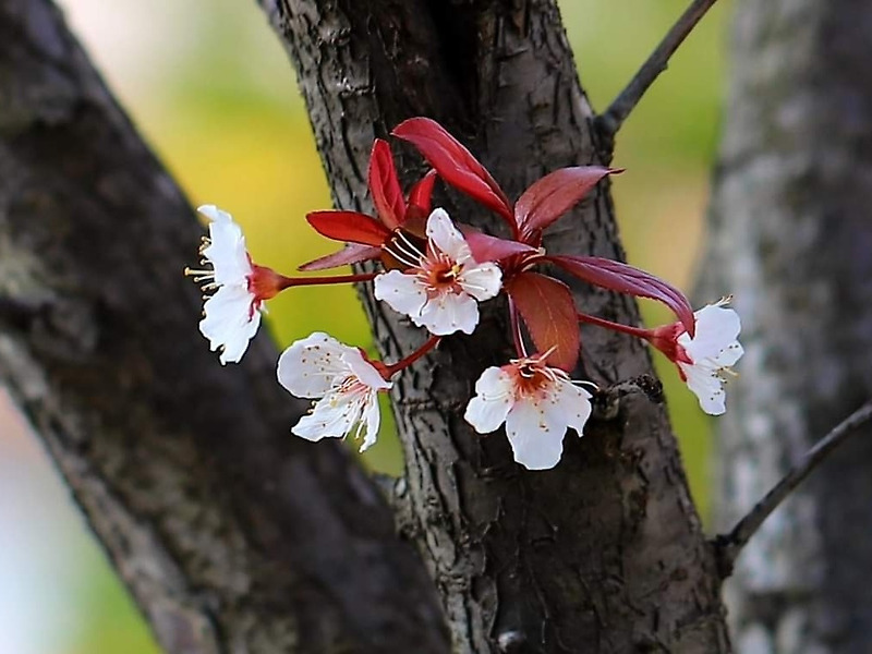 4월 네 번째 금요일 아침 꽃 편지 - 자엽자두나무 꽃