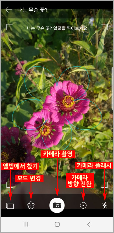 다음(Daum) 꽃 검색 어플로 사진으로 꽃 이름 찾기