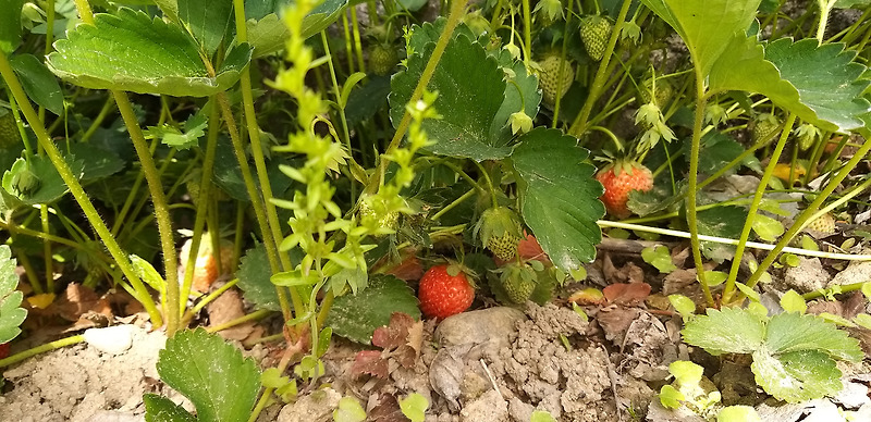 [오늘일기] 시골에 내려왔더니 딸기가 많이 열렸다.