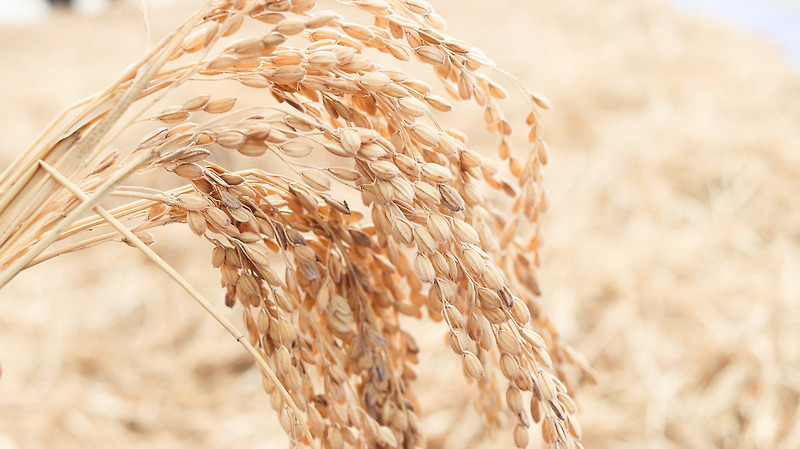 쌀 시장의 안정화 vs 농업 경쟁력 감소, 양곡법 개정안의 핵심 쟁점은?