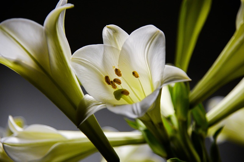 진한 향기와 아름다운 모습으로 진한 여운을 남기는, 백합(lily)