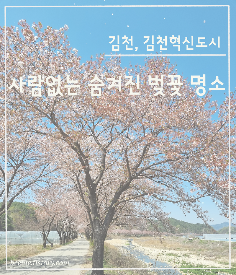 김천, 김천혁신도시 사람 없는 숨겨진 벚꽃 명소 조마 벚꽃 마을 +지도첨부