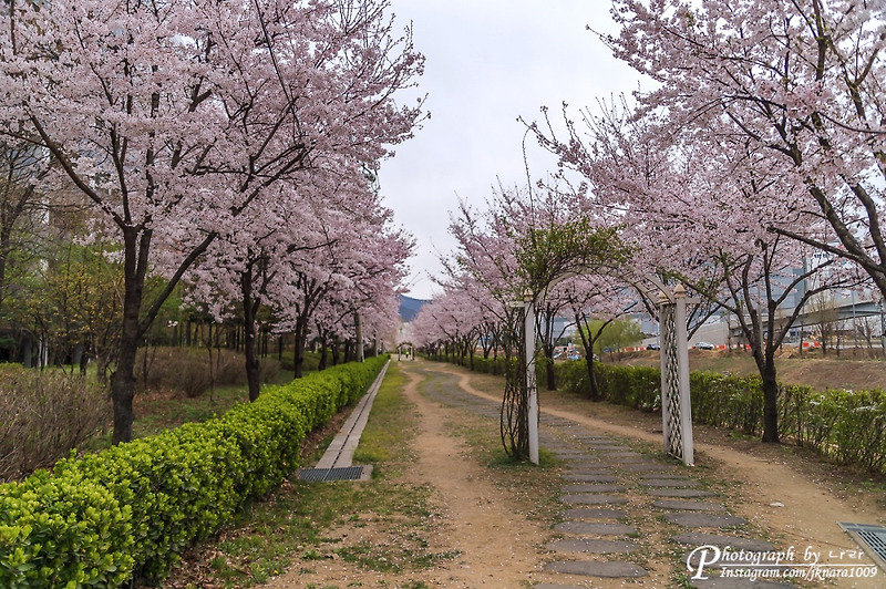 아직은 안알려진 한적한 벚꽃길 -서울 장지천 벚꽃 거리