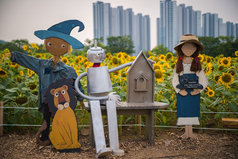 서울근교 사진찍기 좋은 곳 - 안산 단원구청 해바라기 꽃밭