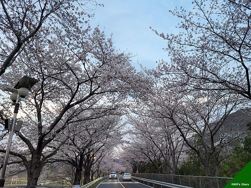 양산 황산공원 벚꽂, 올해도 벚꽃이 활짝 폈어요!!
