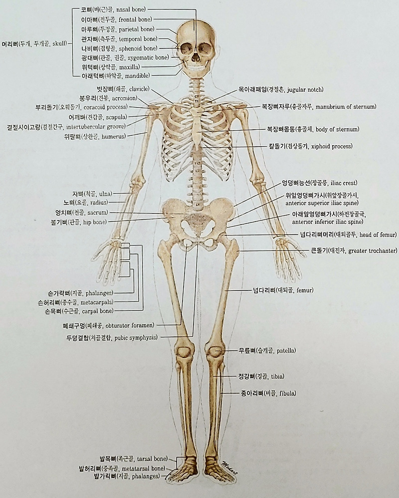 골격계(Skeletal system) 필수 의학용어, 뼈 이름