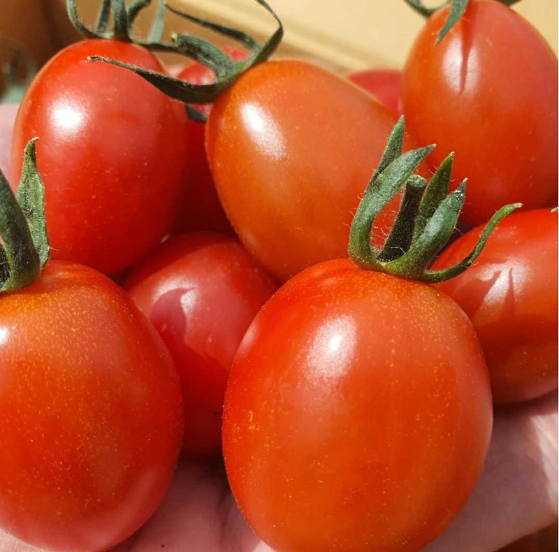 [대추 방울 토마토]  당일수확 당일배송  1/2번 대과 3번중과 2kg 스테비아 고당도
